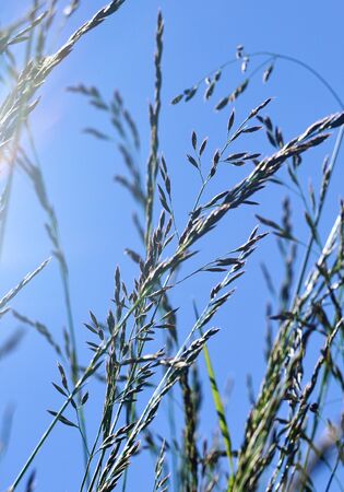 flower plant and blue sky in autumn in the natureの写真素材