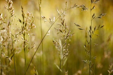 green flower plant in summer in the nature, green backgroundの写真素材
