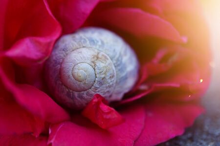 little white snail on the ground in the natureの写真素材