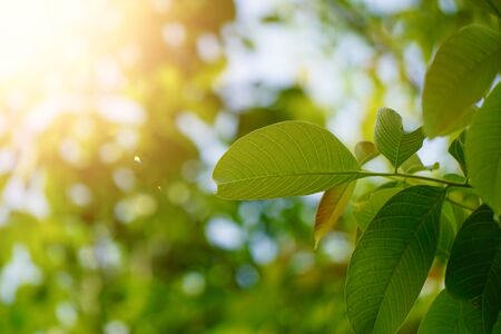 green tree leaves and branches in the nature in summer, green backgroundの写真素材