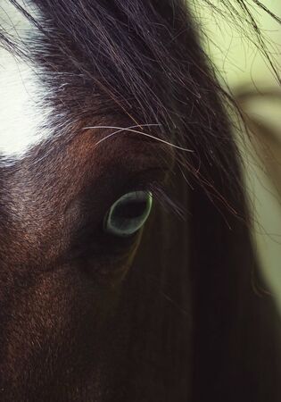 brown horse portrait in the farmの写真素材