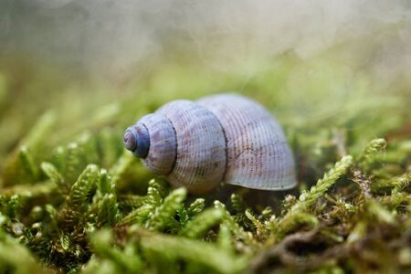 little white snail on the ground in the nature