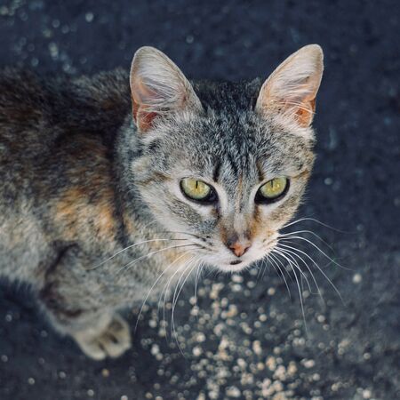 beautiful stray cat portrait in the street in the natureの写真素材