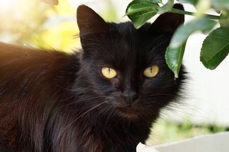 beautiful stray cat portrait in the street in the natureの写真素材
