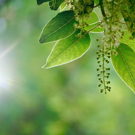green tree leaves and branches in the nature in summer, green backgroundの写真素材