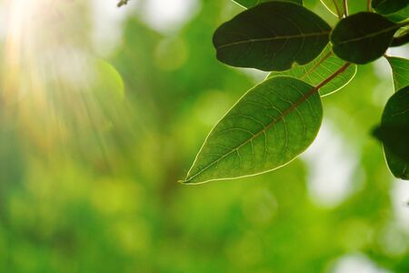 green tree leaves and branches in the nature in summer, green backgroundの写真素材