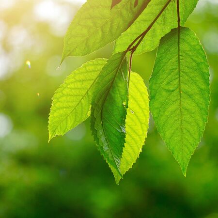 green tree leaves and branches in the nature in summer, green backgroundの写真素材