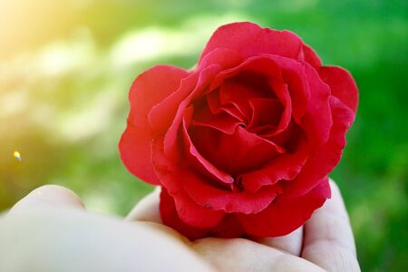 hand with a beautiful flower plant in the nature in summerの写真素材