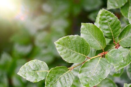 green tree leaves and branches in the nature in summer, green backgroundの写真素材