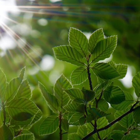 green tree leaves and branches in the nature in summer, green backgroundの写真素材