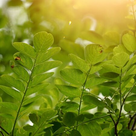 green tree leaves and branches in the nature in summer, green backgroundの写真素材