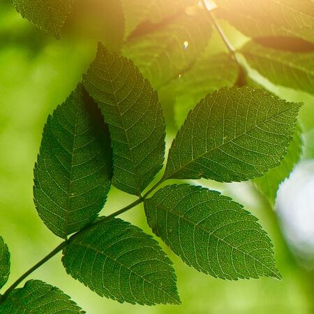 green tree leaves and branches in the nature in summer, green backgroundの写真素材