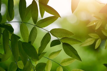 green tree leaves and branches in the nature in summer, green backgroundの写真素材