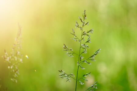 green flower plant in autumn in the natureの写真素材
