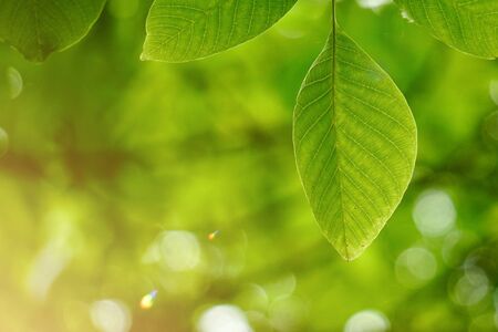 green tree leaves and branches in autumn in the nature, green backgroundの写真素材