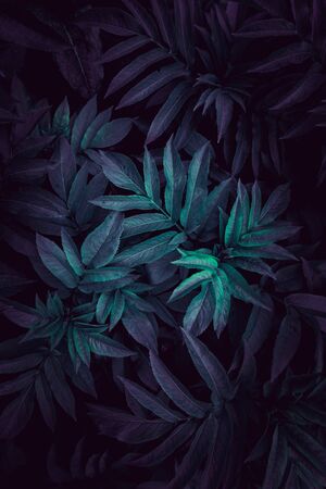 blue and green plant leaves textured in autumn in the gardenの写真素材