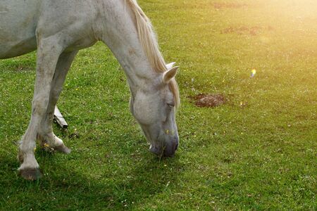 white horse grazing in the farm in the meadow