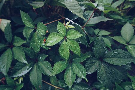 green plant leaves textured in autumn in the nature