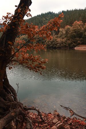 red trees in the lake in autumn in the nature