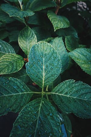green plant leaves textured in autumn in the nature, green backgroundの写真素材