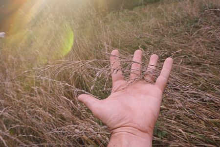 hand touching plants in autumn in the nature