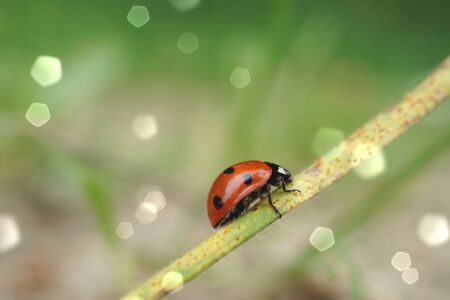 beautiful ladybug on the plant in the nature