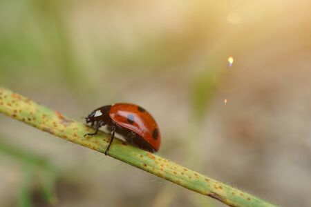 beautiful ladybug on the plant in the natureの写真素材