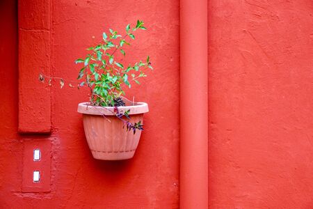 flower pot on the wall of the houseの写真素材