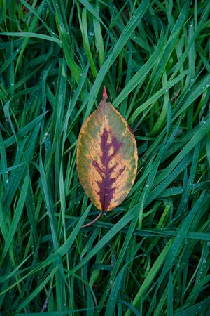yellow leaf with autumn colors in autumn seasonの写真素材