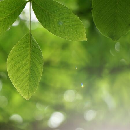 green tree leaves and sunlight in the nature, green backgroundの写真素材