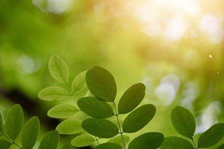 green tree leaves and sunlight in the nature, green background