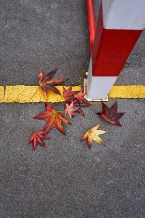 red leaves with autumn colors in autumn seasonの写真素材
