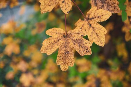 yellow leaves with autumn colors in the nature in autumn season