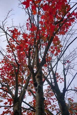 tree with red leaves in autumn colors in autumn seasonの写真素材