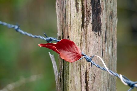 brown leaf with autumn colors in autumn seasonの写真素材