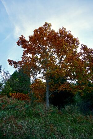 tree with autumn colors in autumn seasonの写真素材