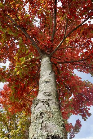 tree with autumn colors in autumn seasonの写真素材