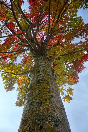tree with autumn colors in autumn season