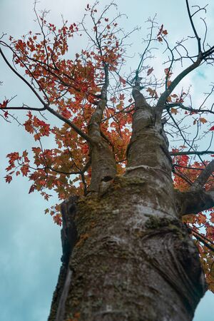 tree with autumn colors in autumn seasonの写真素材