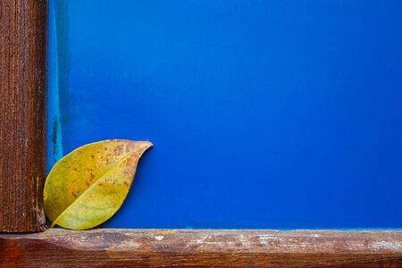 yellow leaf with autumn colors in autumn season