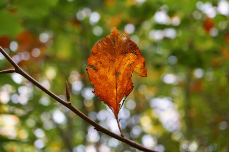 brown leaf with autumn colors in autumn season