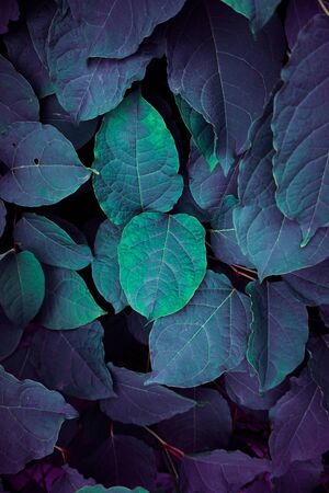 green and blue plant leaves textured in the natureの写真素材