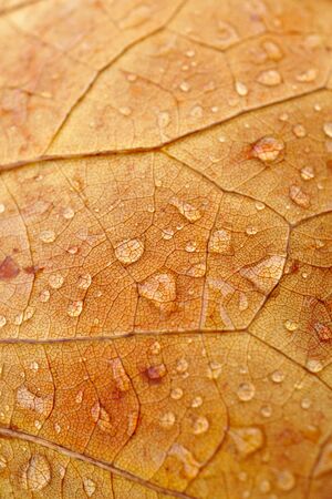 raindrops on the brown leaf in autumn seasonの写真素材