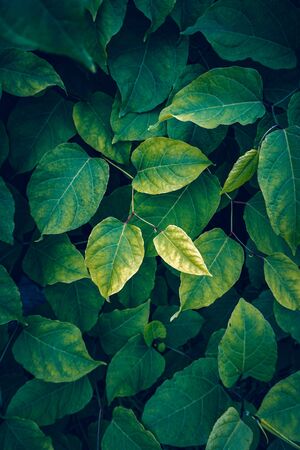 green plant leaves textured in the nature, green backgroundの写真素材