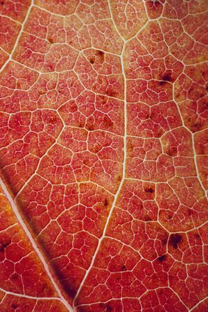 red leaf with autumn colors textured abstract backgroundの写真素材