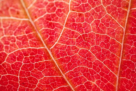 red leaf with autumn colors textured abstract background