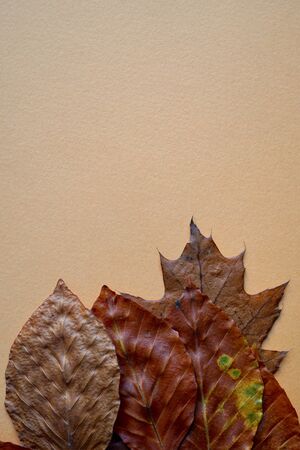 brown leaves with autumn colors on the orange backgroundの写真素材