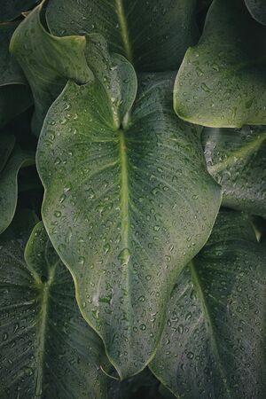 raindrops on the green plant leaves in autumnの写真素材