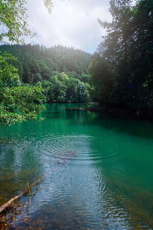 green trees in the lake in the mountainの写真素材