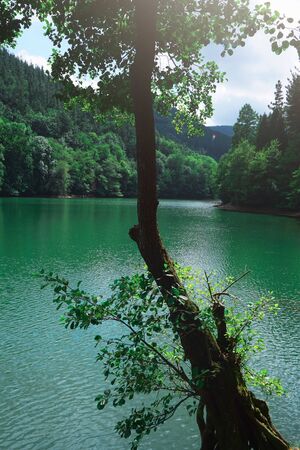 green trees in the lake in the mountainの写真素材